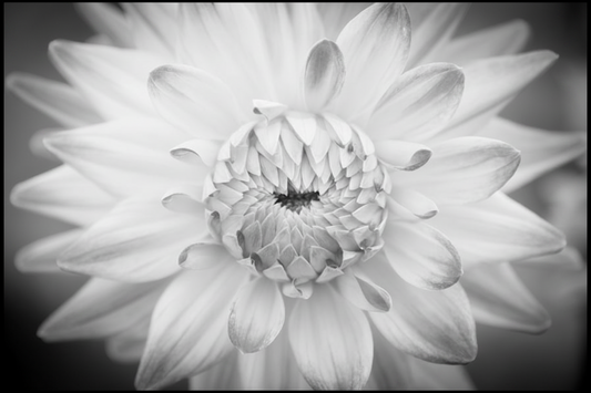 White flower