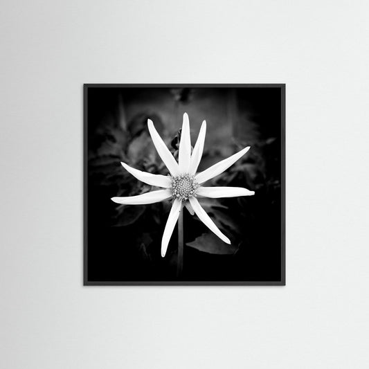 Star Flower