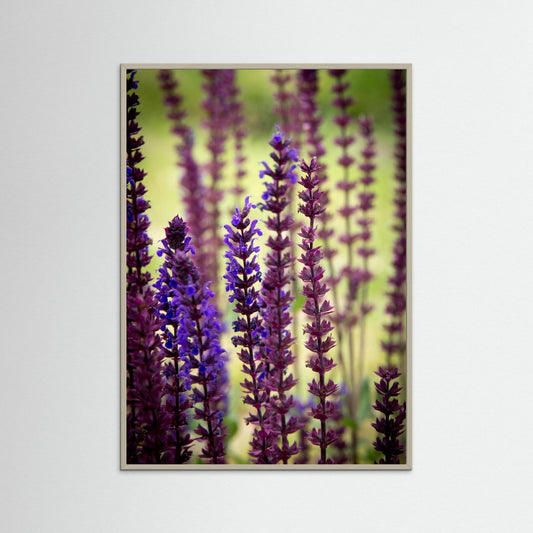 Purple flowers