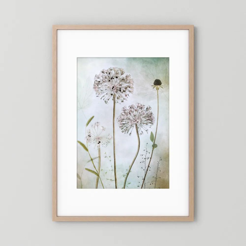 Allium
