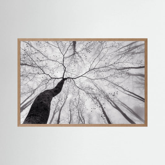 A view of the tree crown