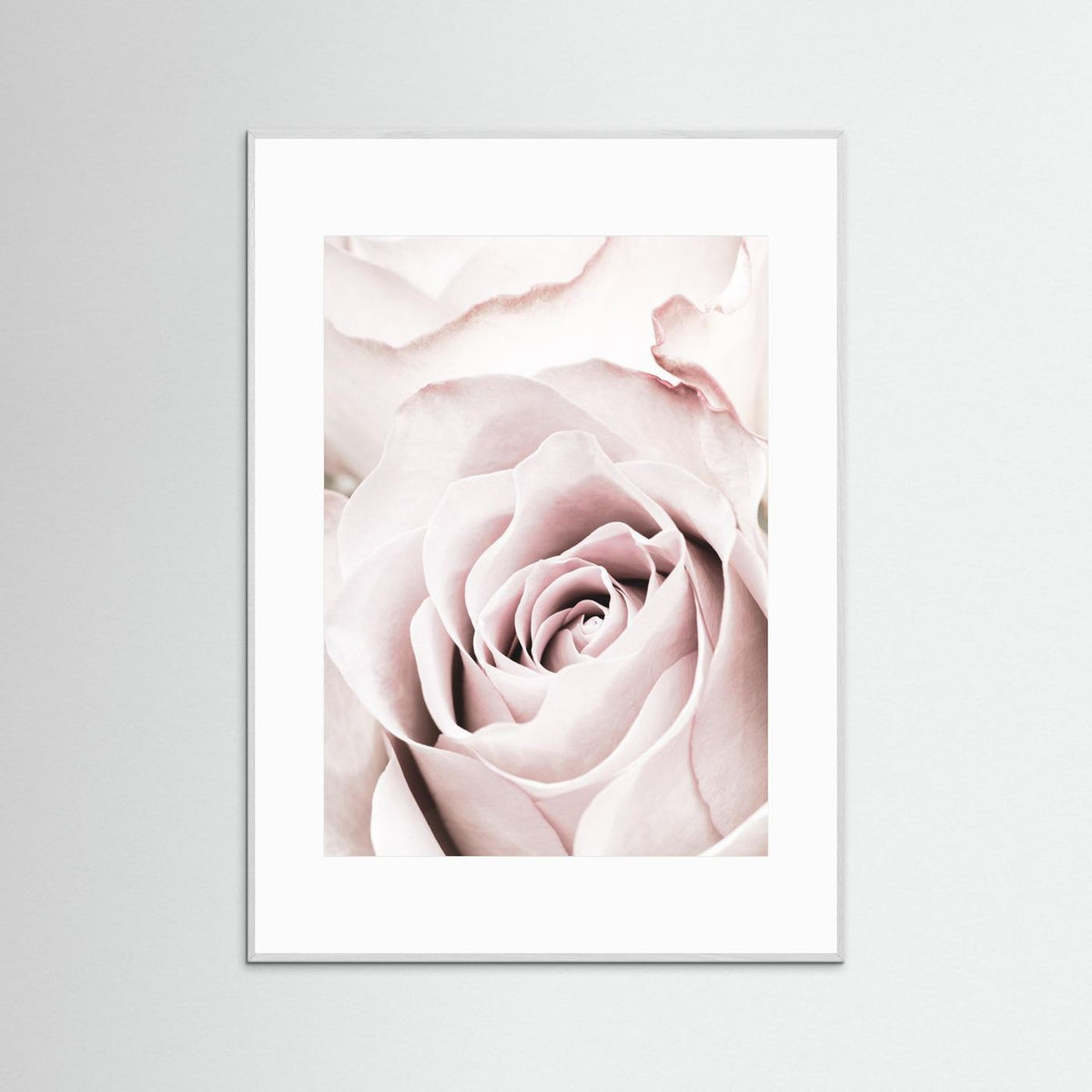 Pink Rose