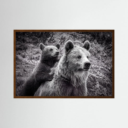 Baby bear
