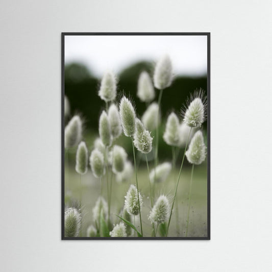 Grass
