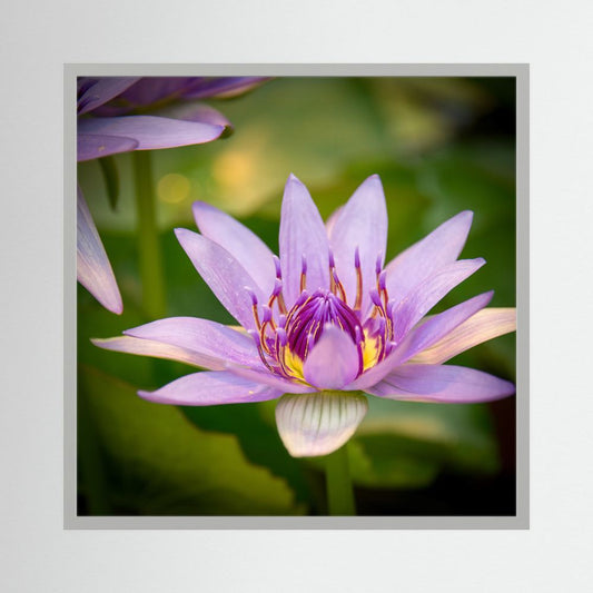 Purple Water Lily
