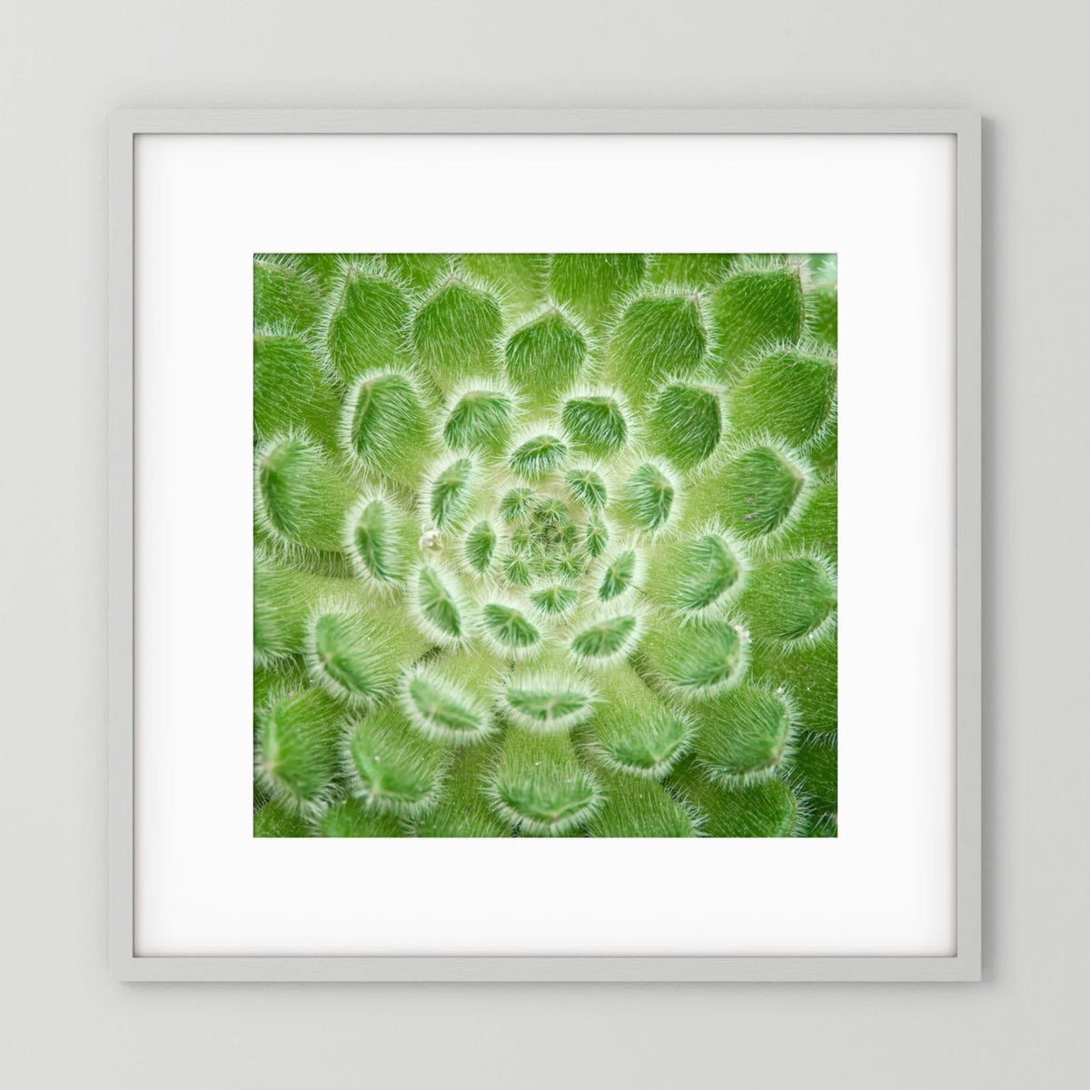 Square Cactus