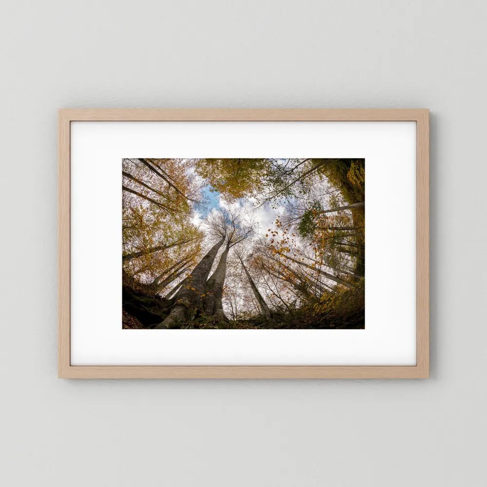 Golden Forest Sky View