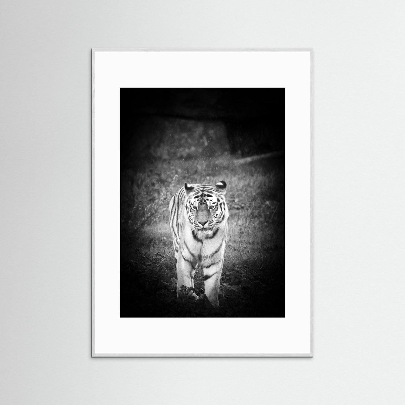 Tiger in rain