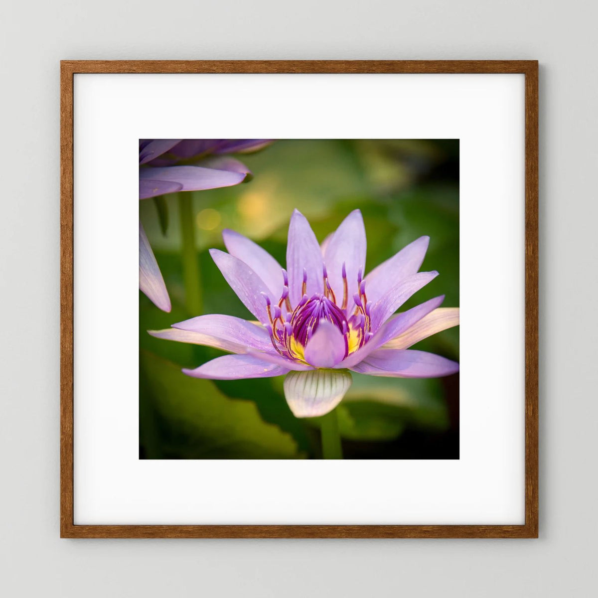 Purple Water Lily