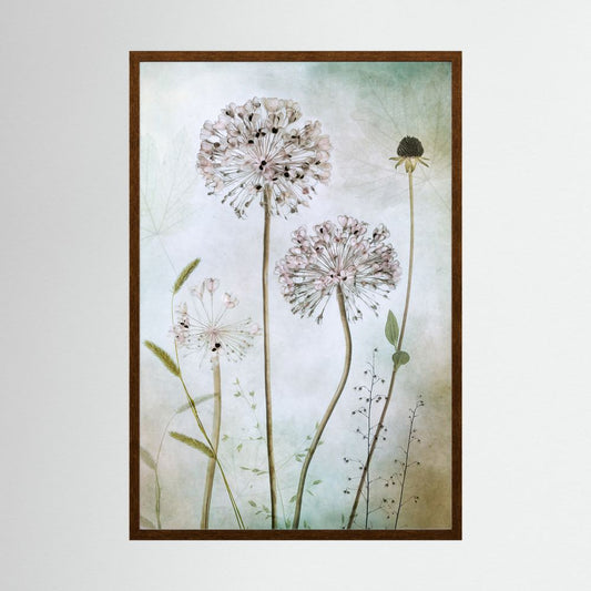 Allium