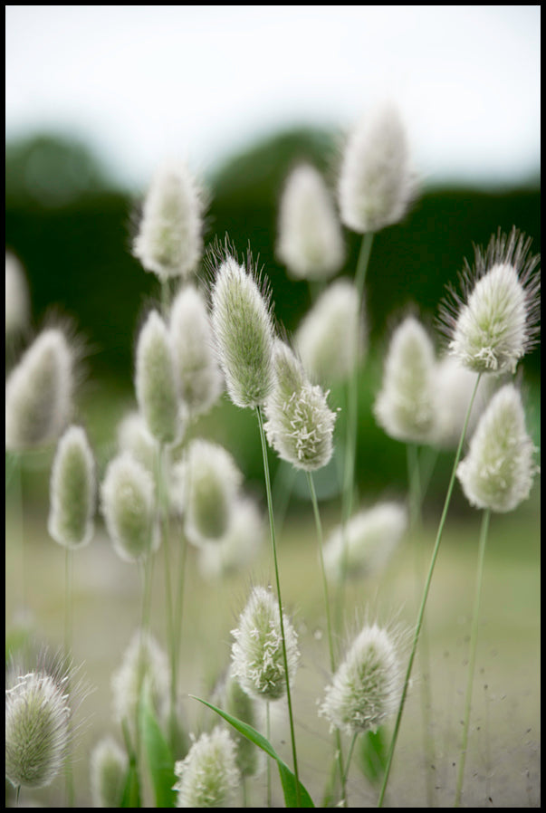 Grass