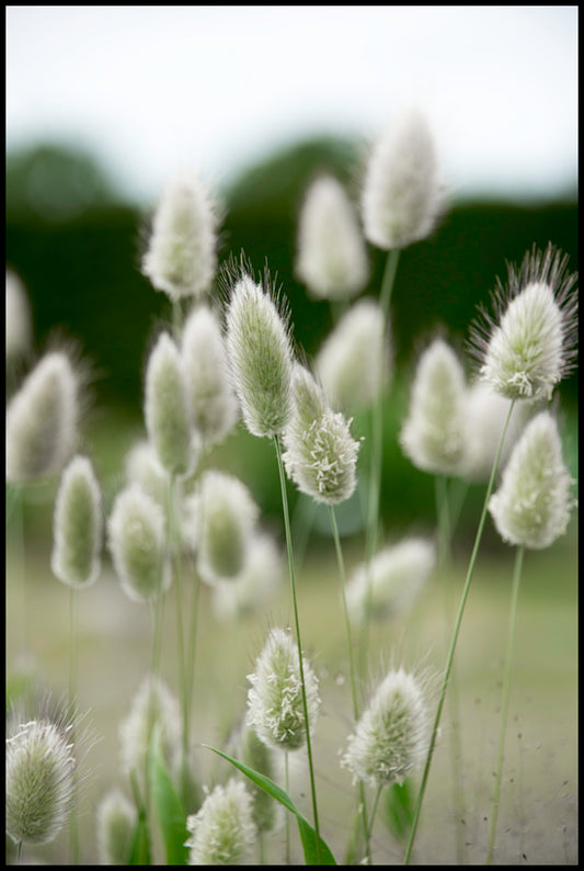 Grass