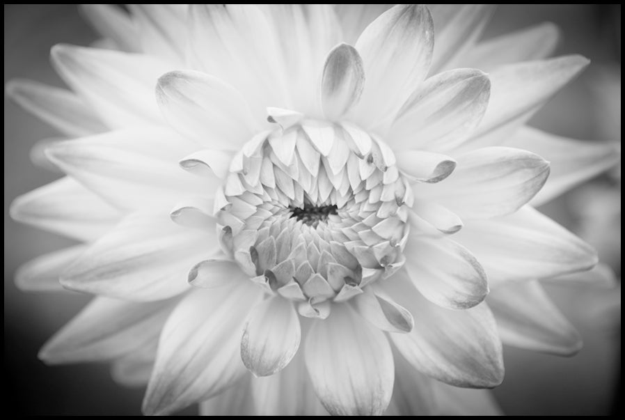 White flower