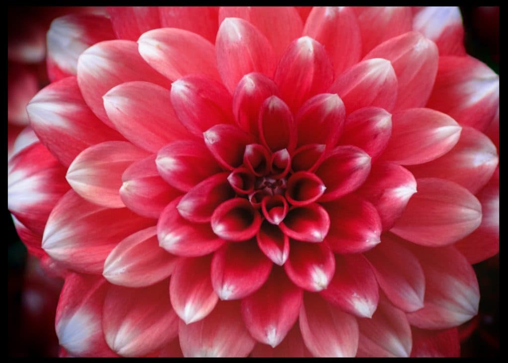 Dahlia red