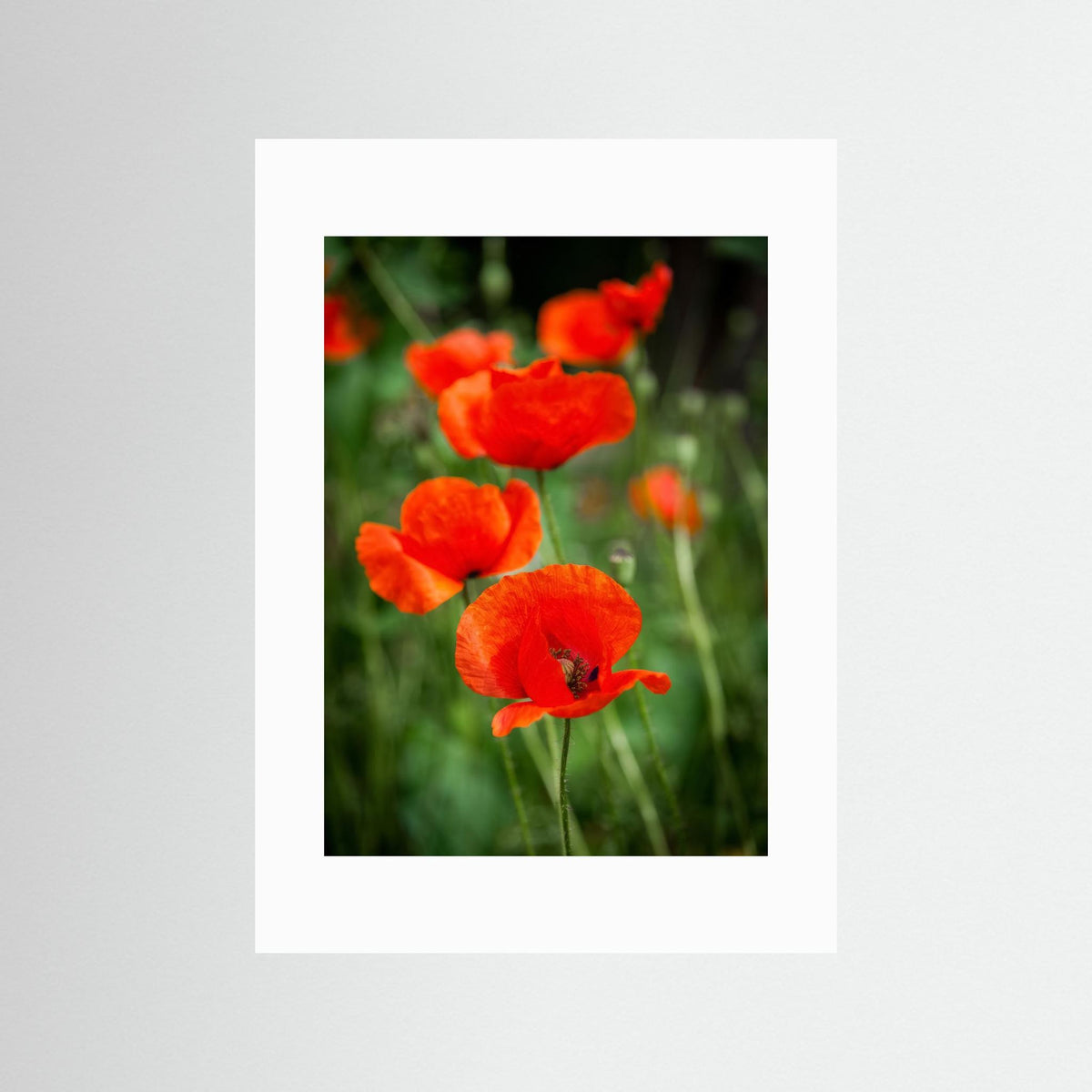 Poppy