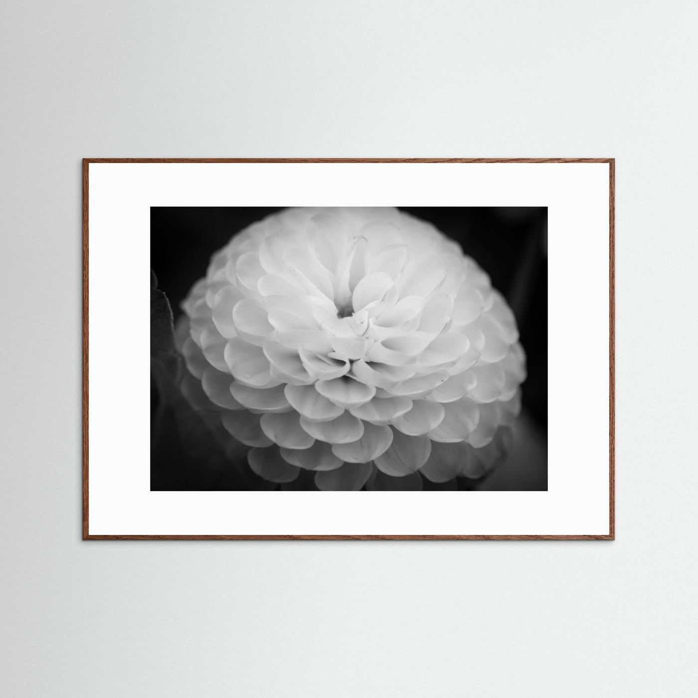 Dahlia