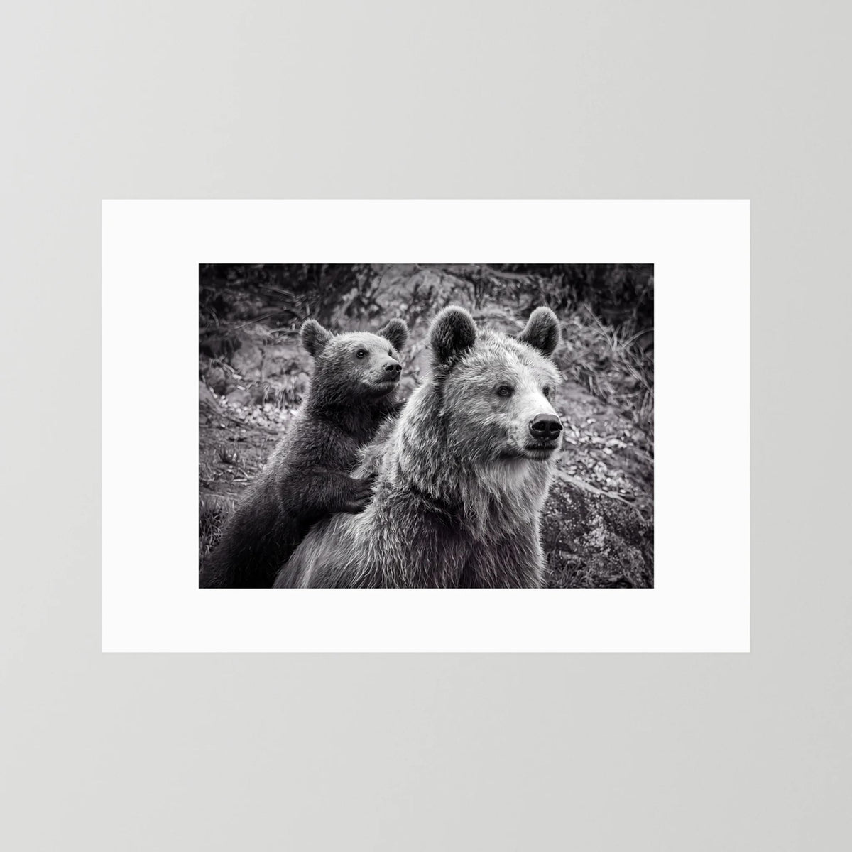 Baby bear