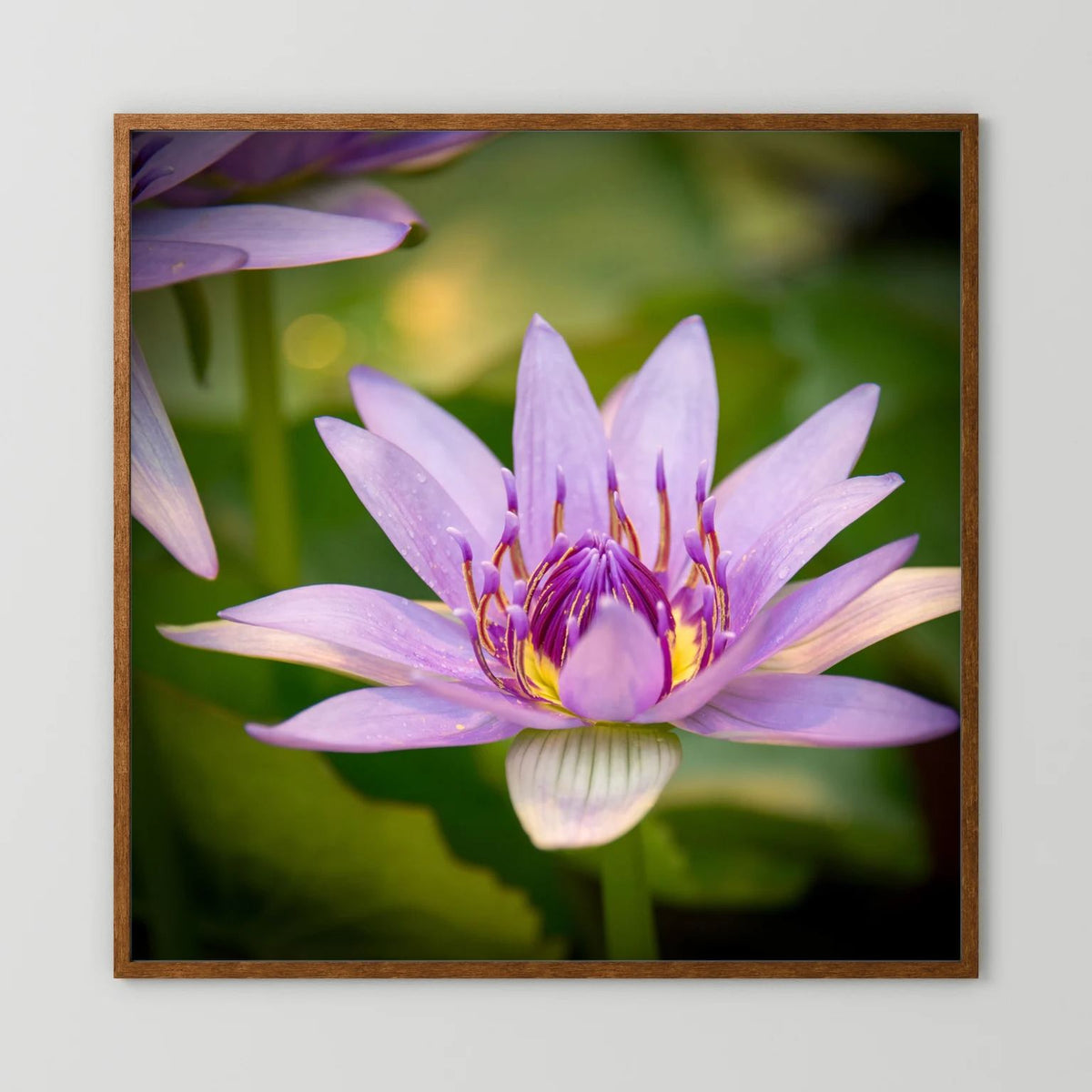 Purple Water Lily