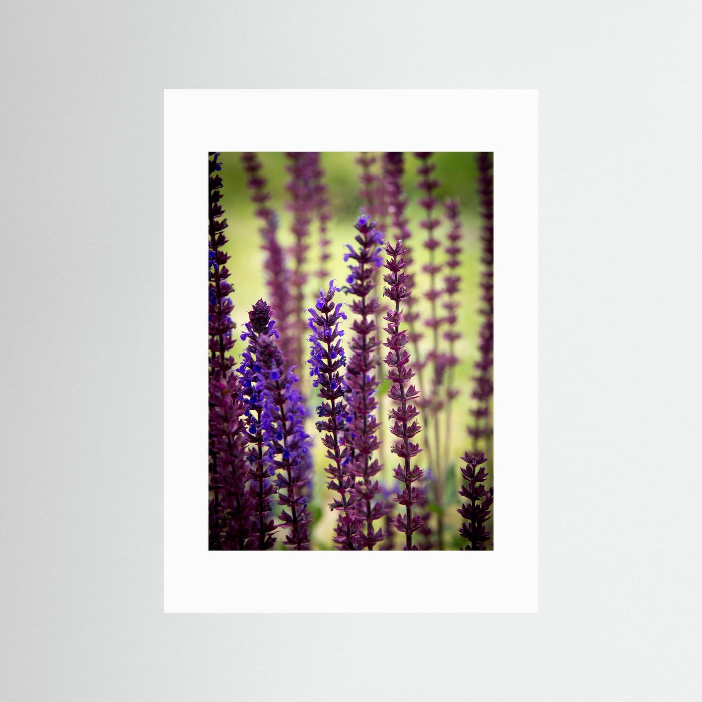 Purple flowers