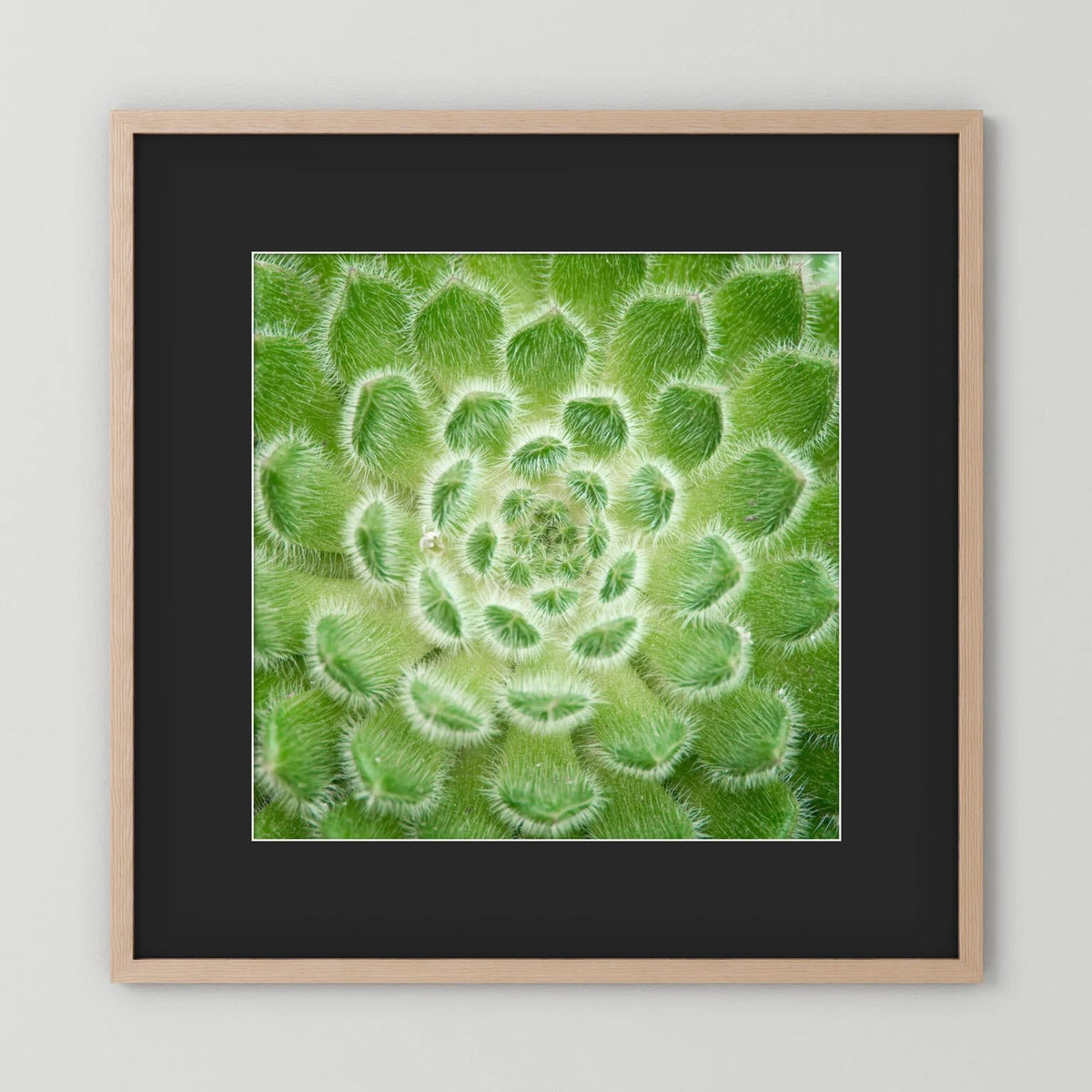 Square Cactus