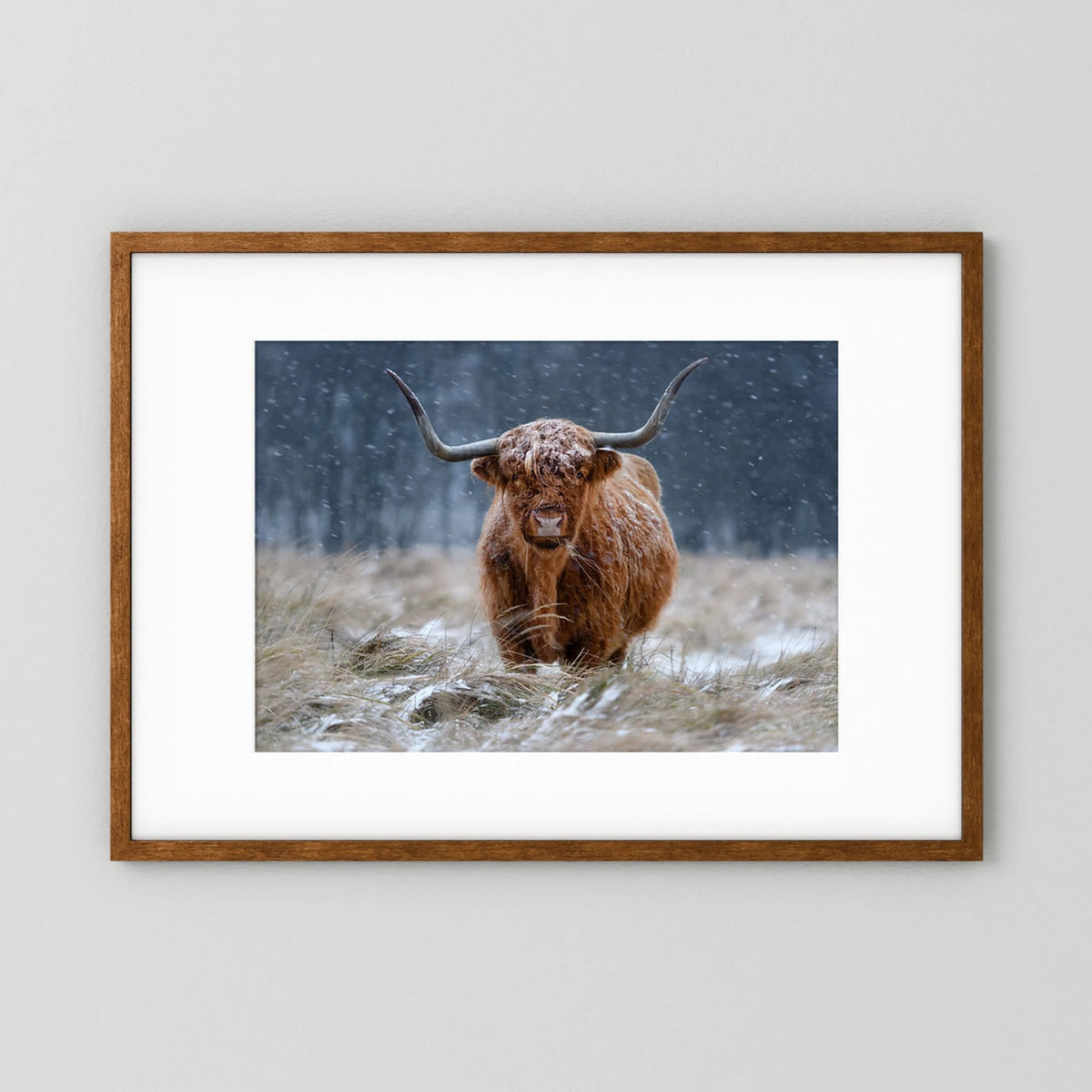 Snowy Highland cow 