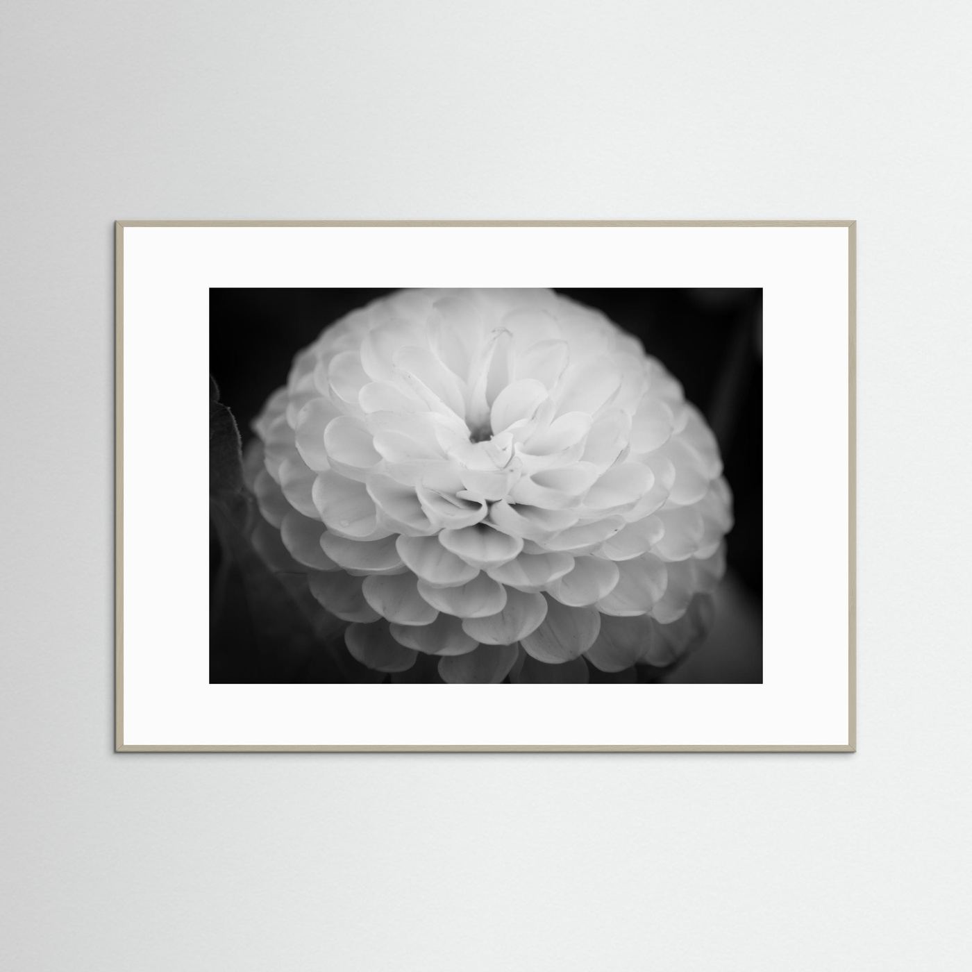 Dahlia