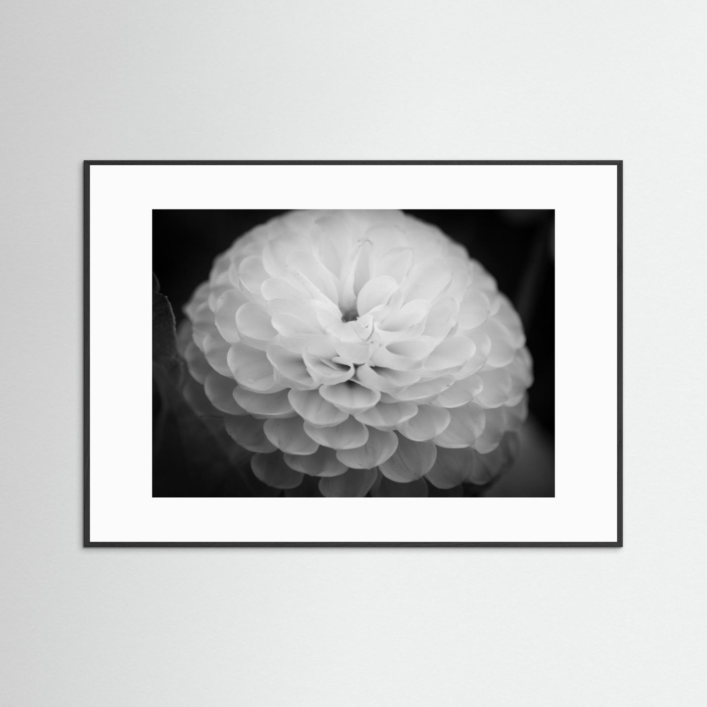 Dahlia