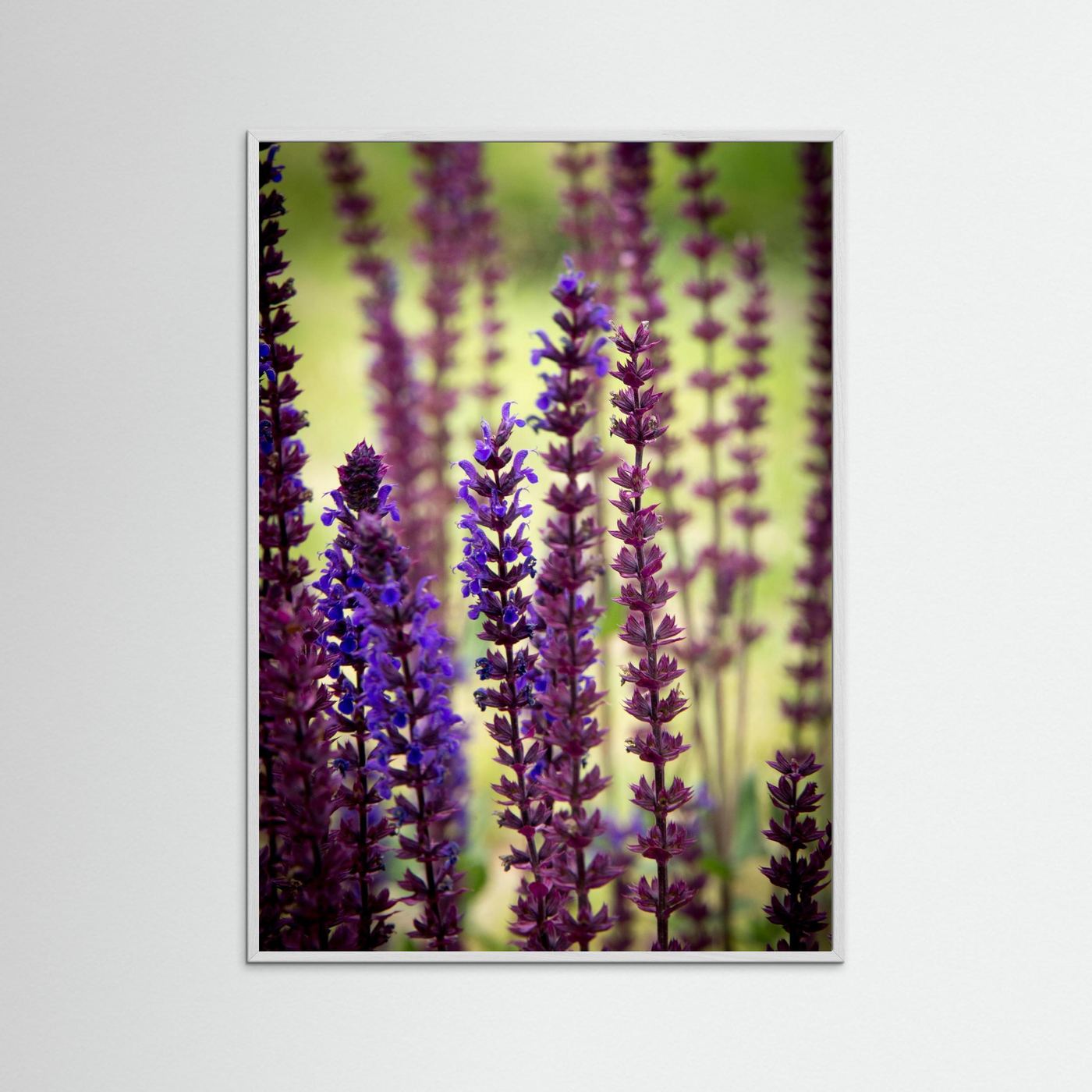 Purple flowers