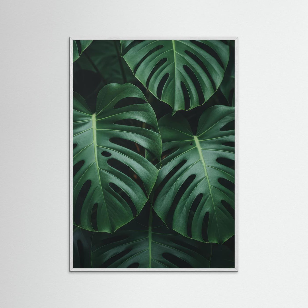 Monstera Deliciosa