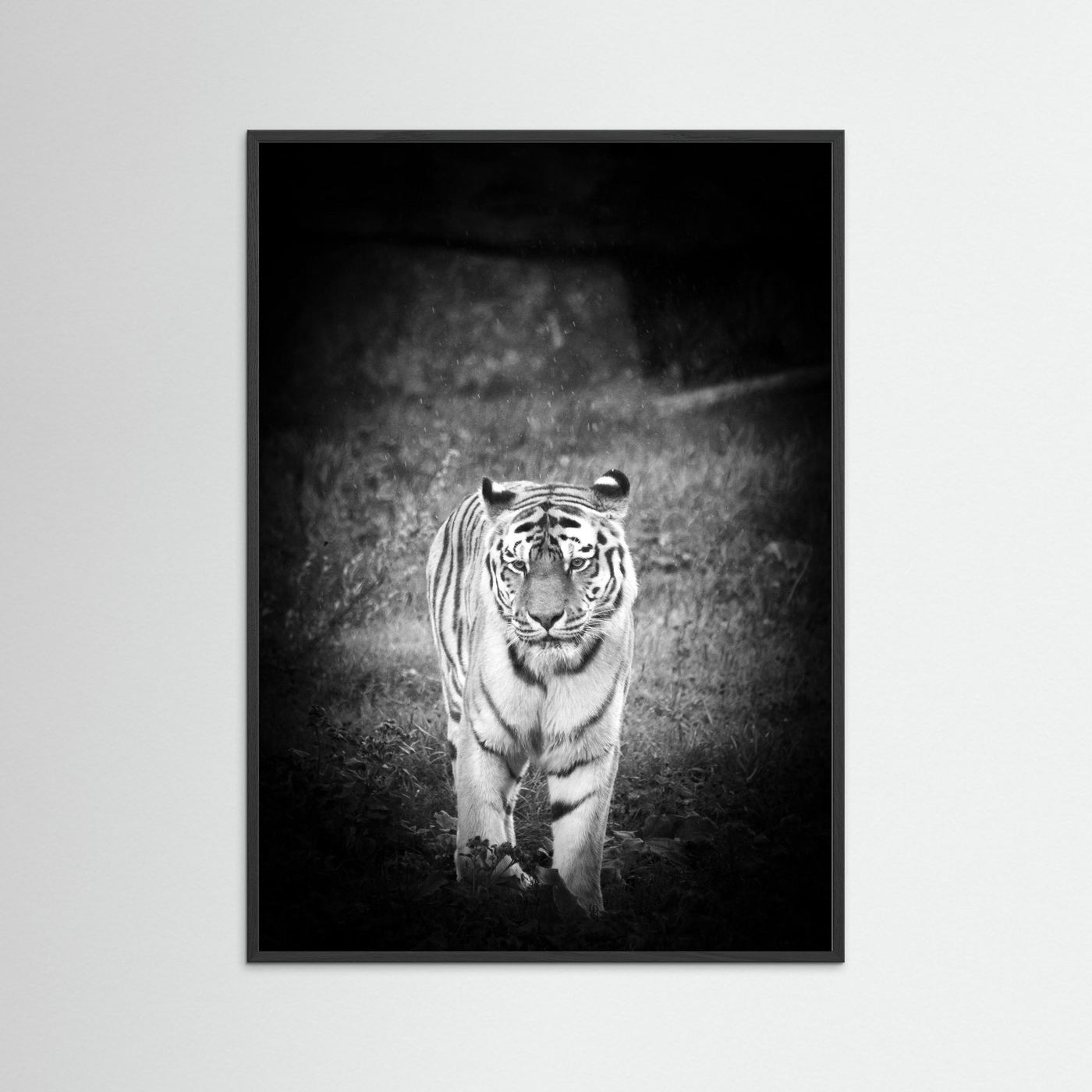 Tiger in rain