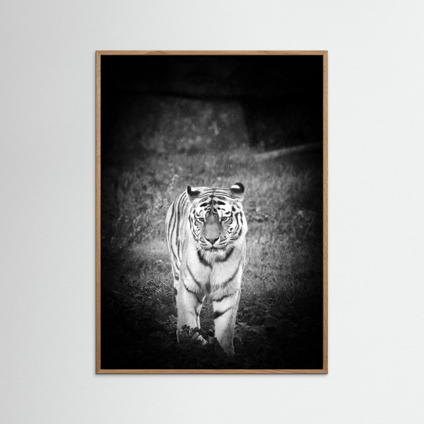 Tiger in rain