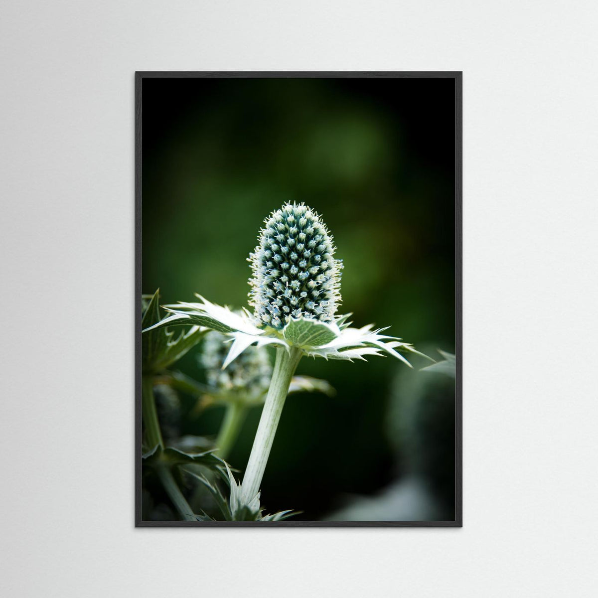 Thistle