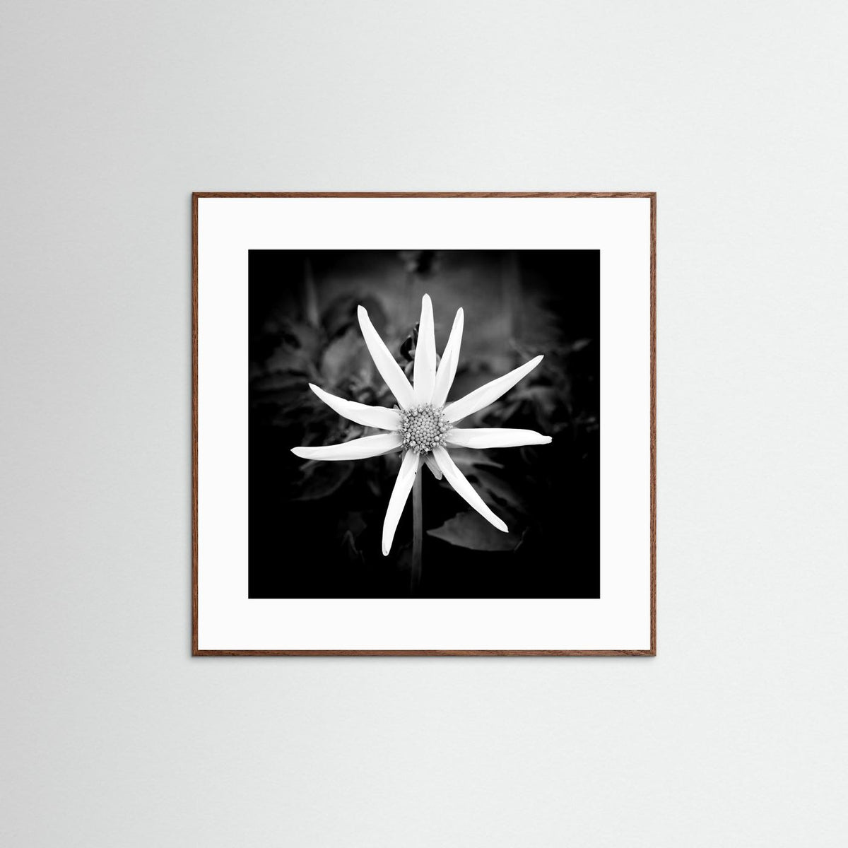 Star Flower