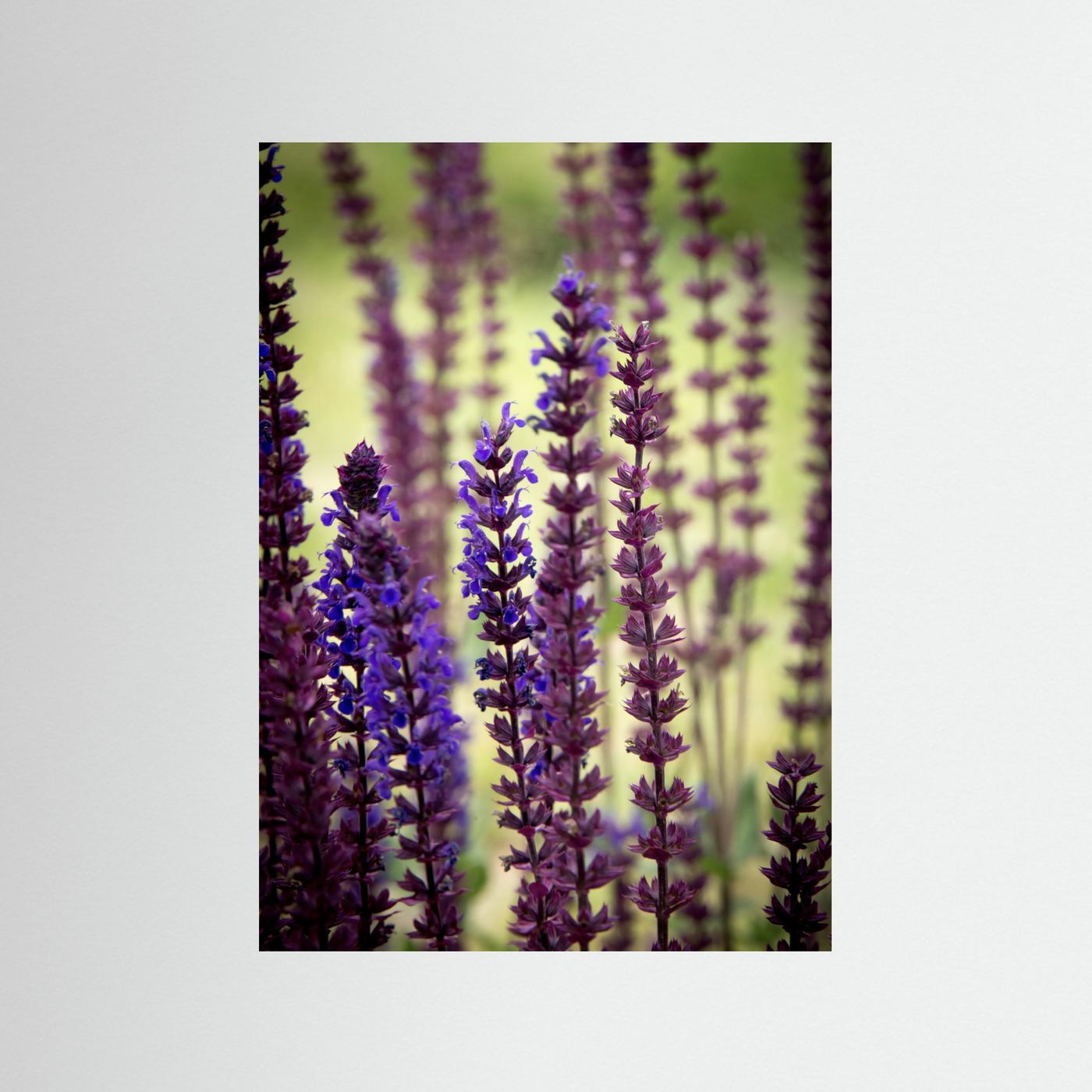 Purple flowers