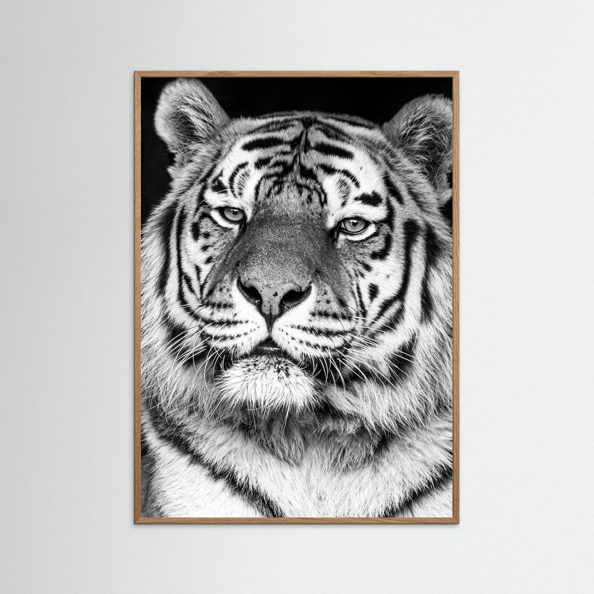 Tiger portrait