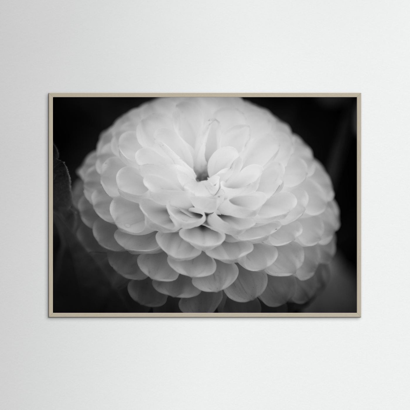 Dahlia