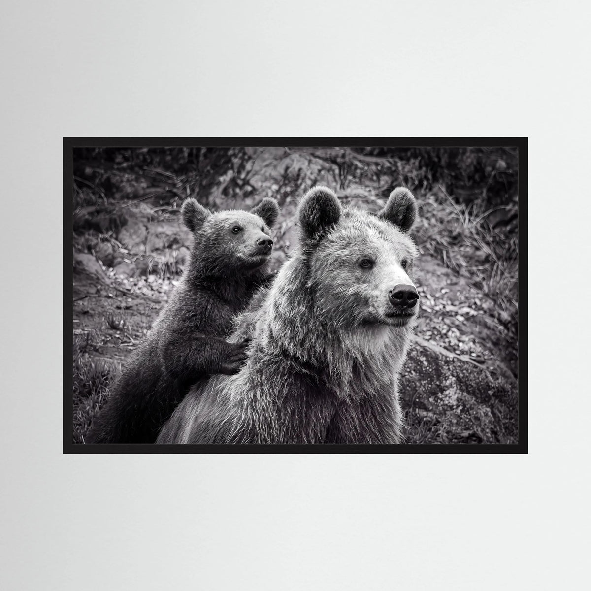 Baby bear