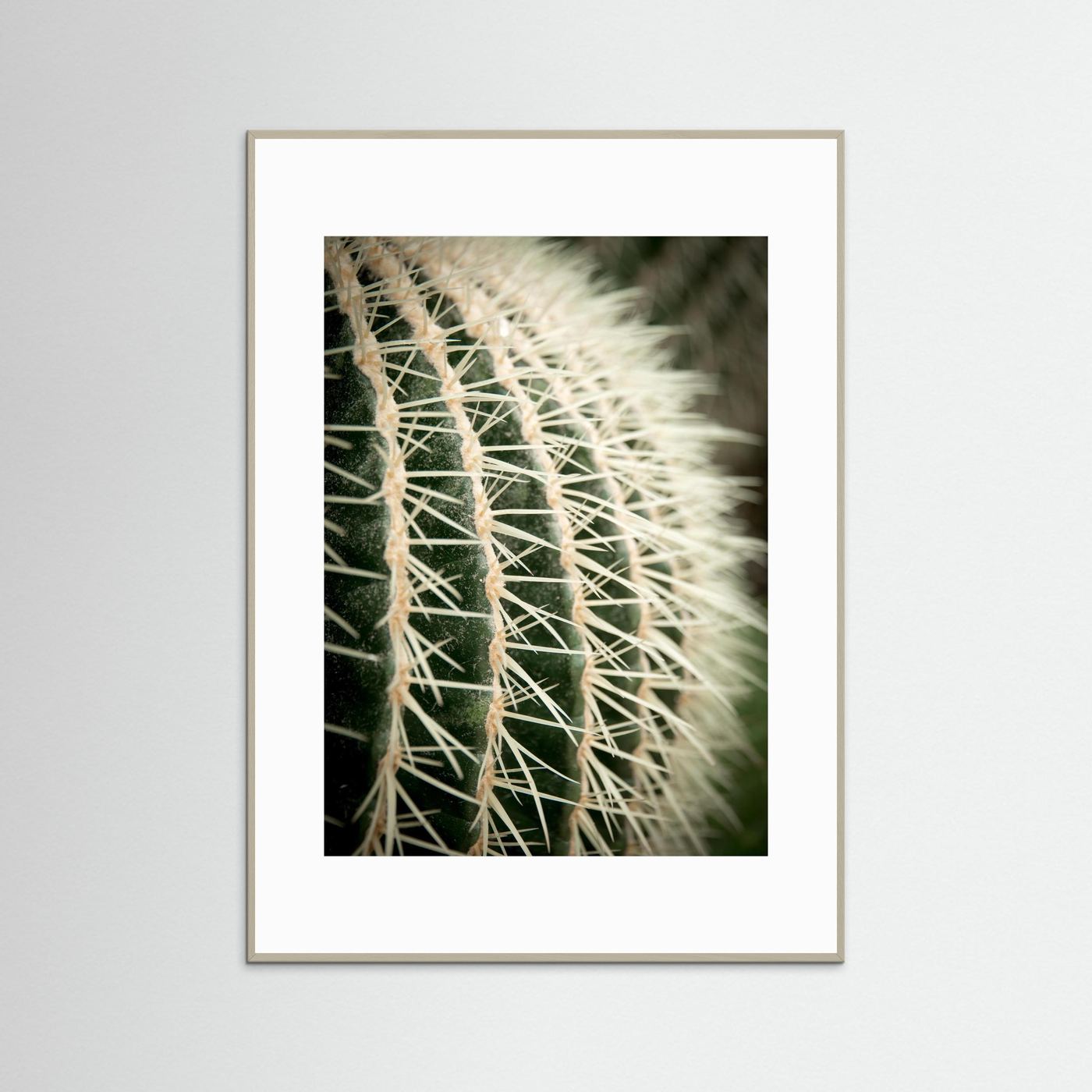 Cactus