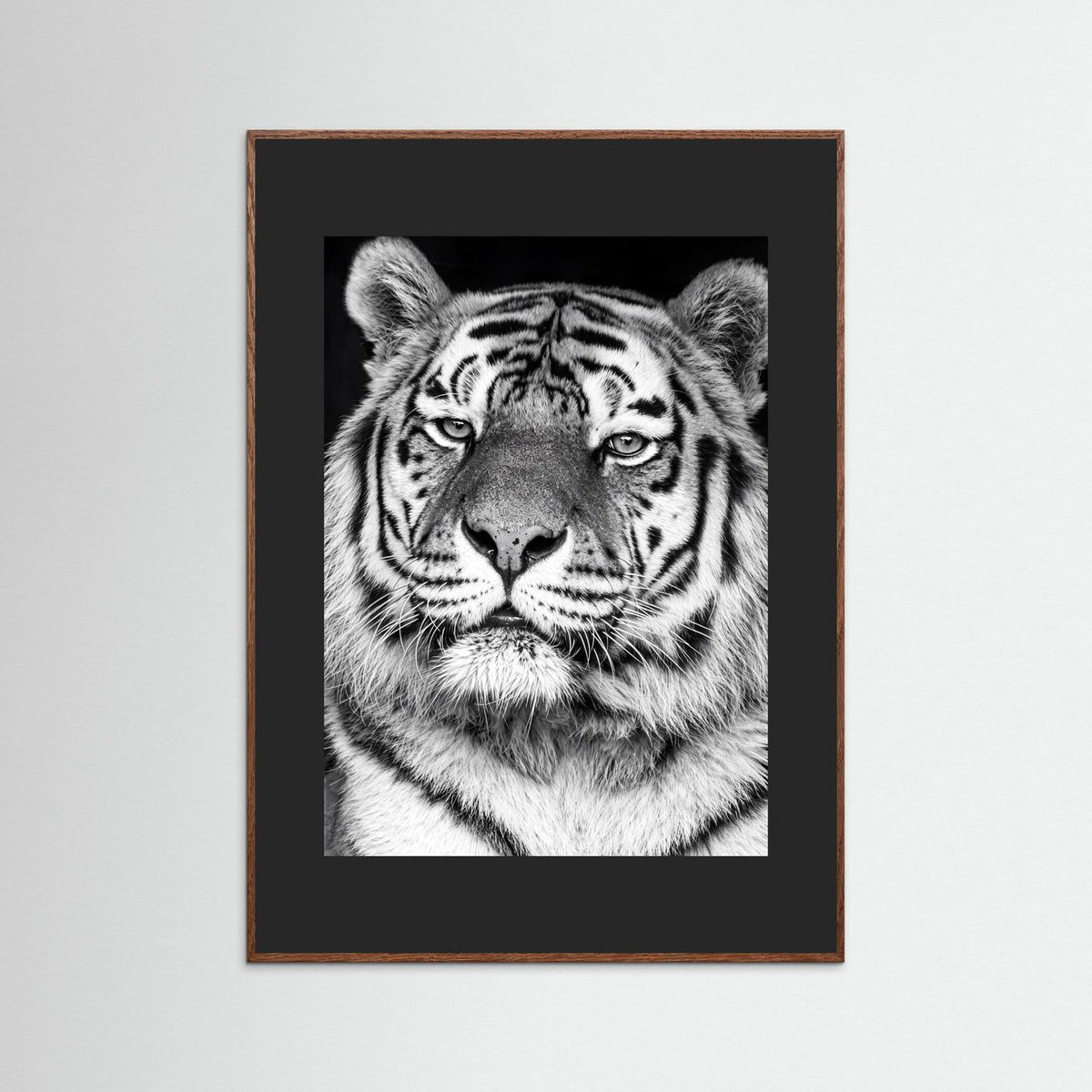Tiger portrait