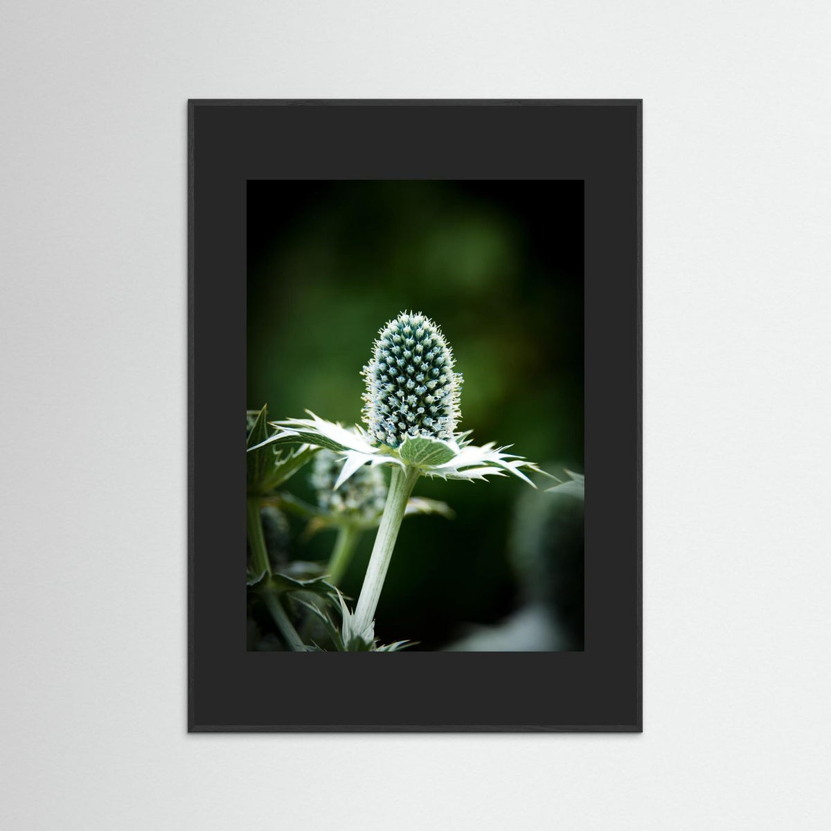 Thistle