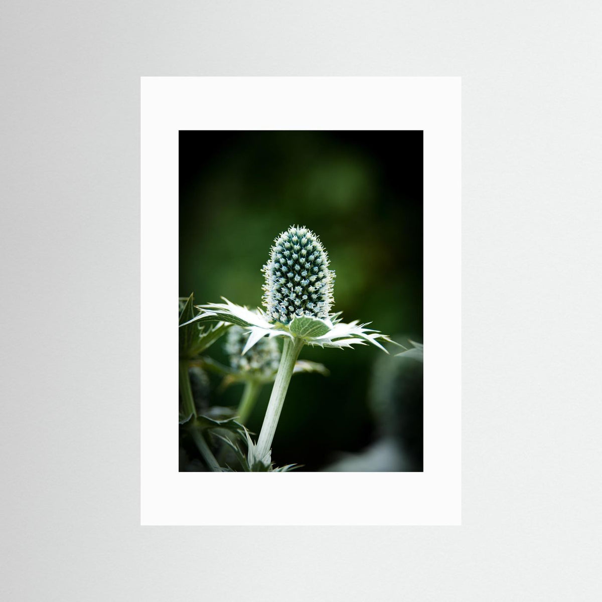 Thistle