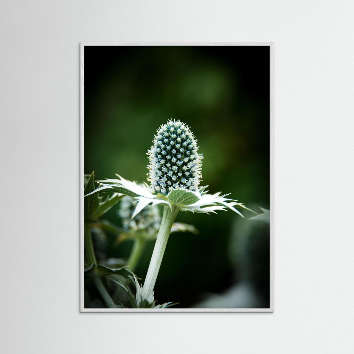 Thistle