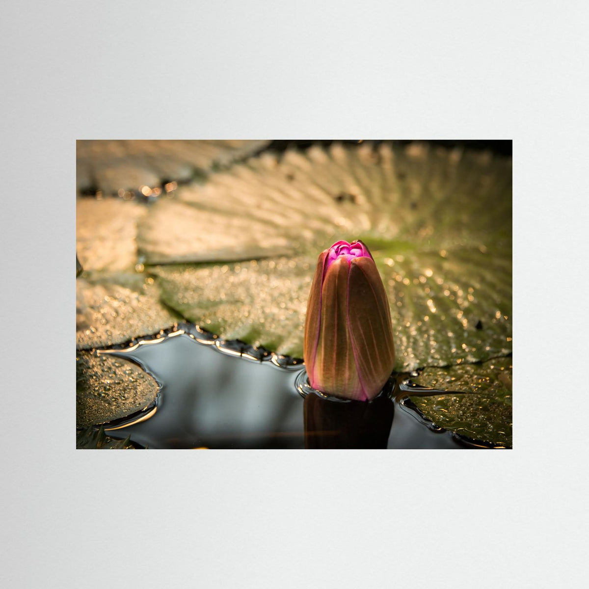 Water Lily