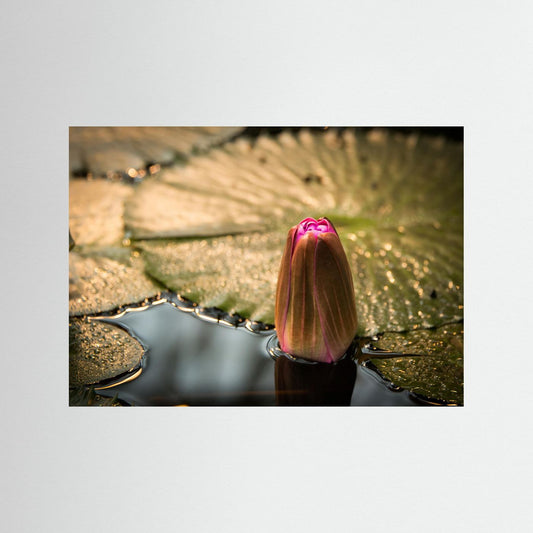 Water Lily
