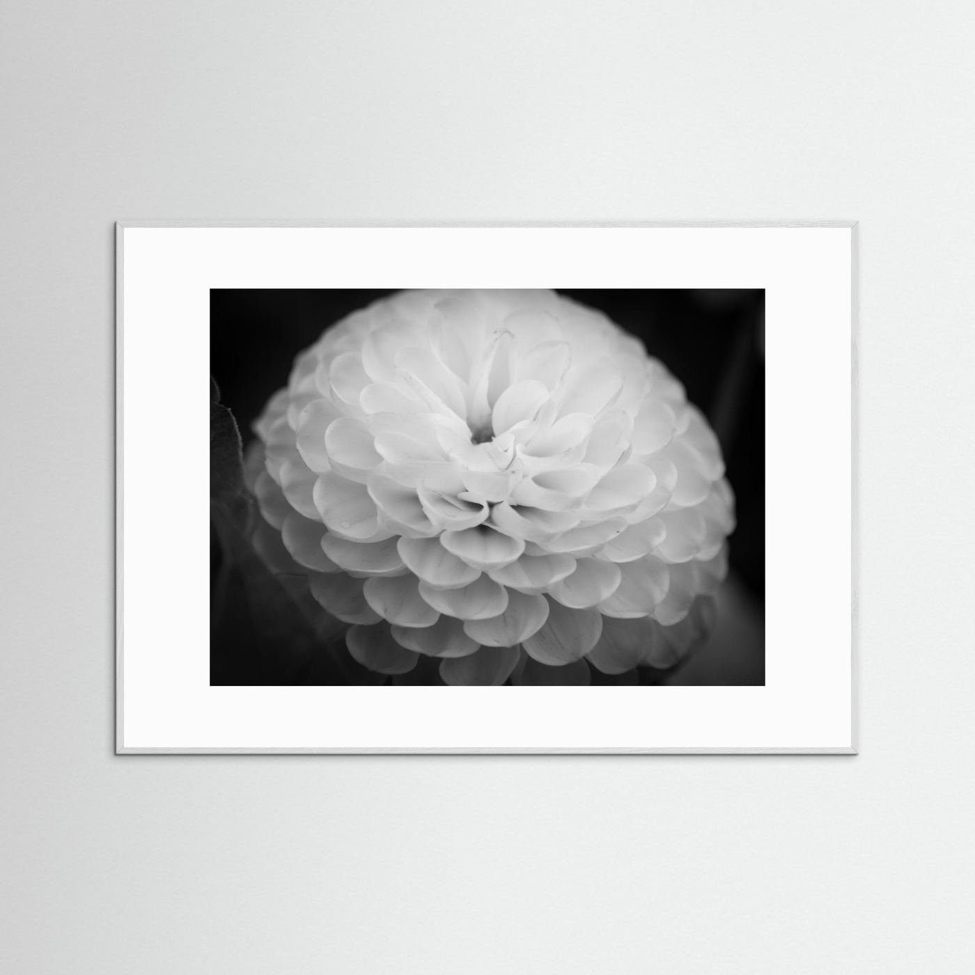 Dahlia