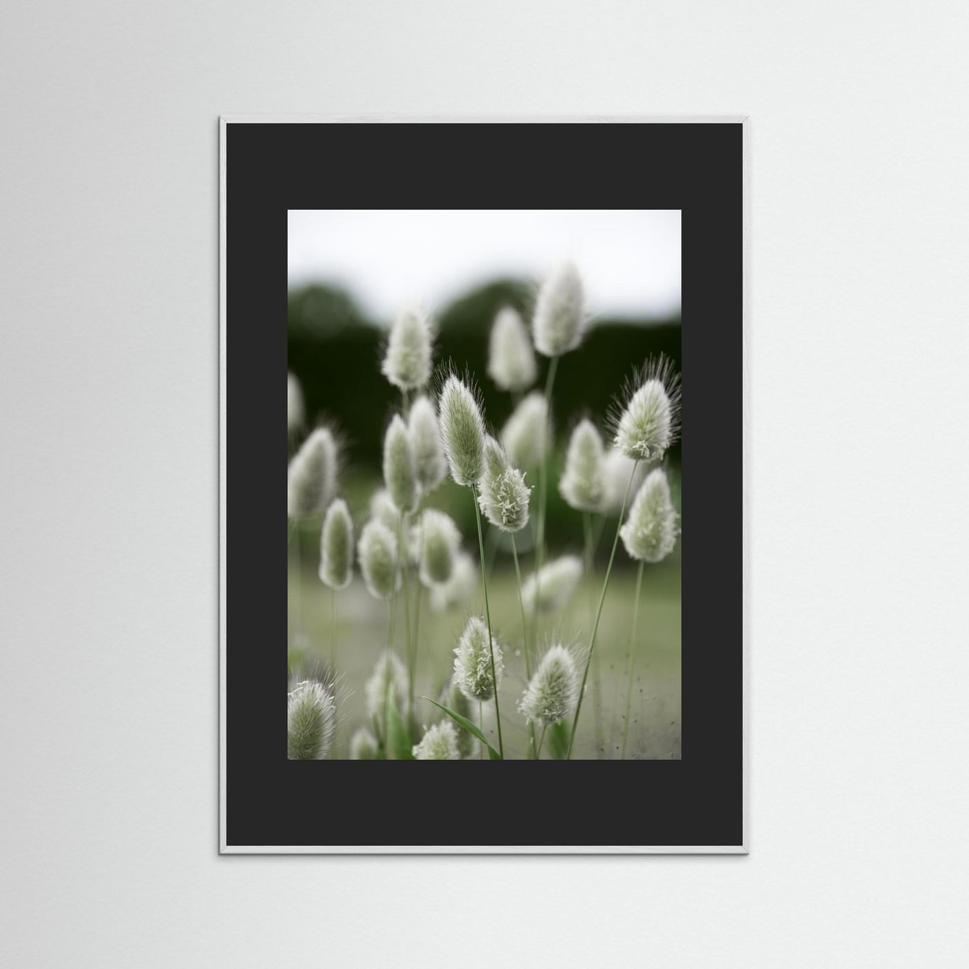 Grass