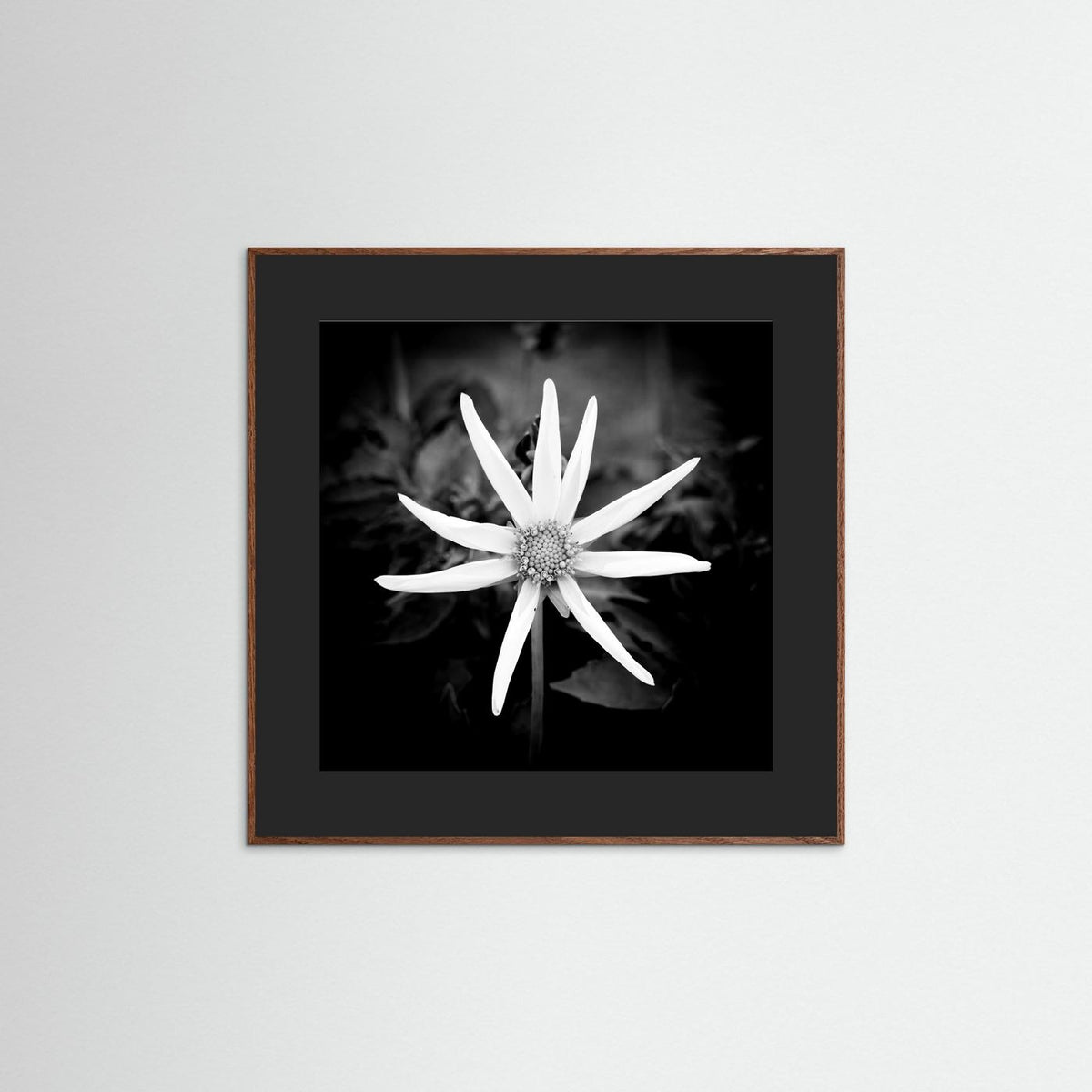 Star Flower