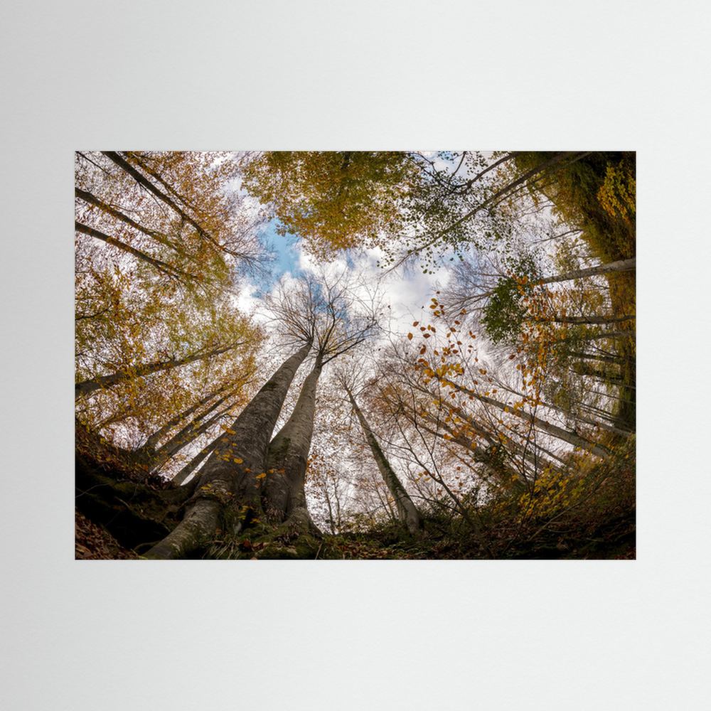 Golden Forest Sky View 