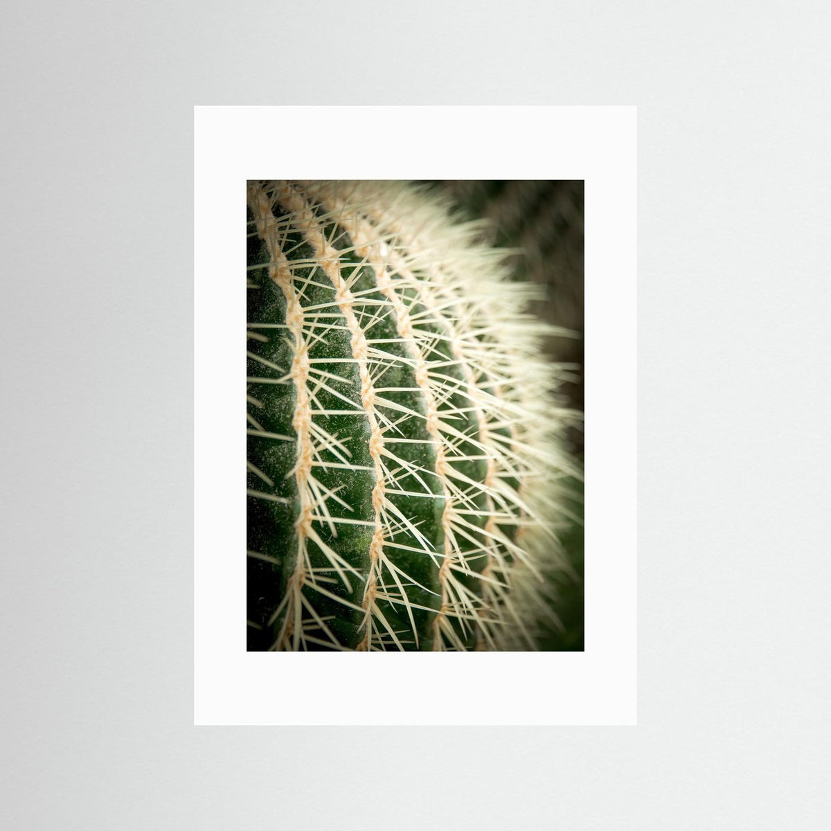 Cactus