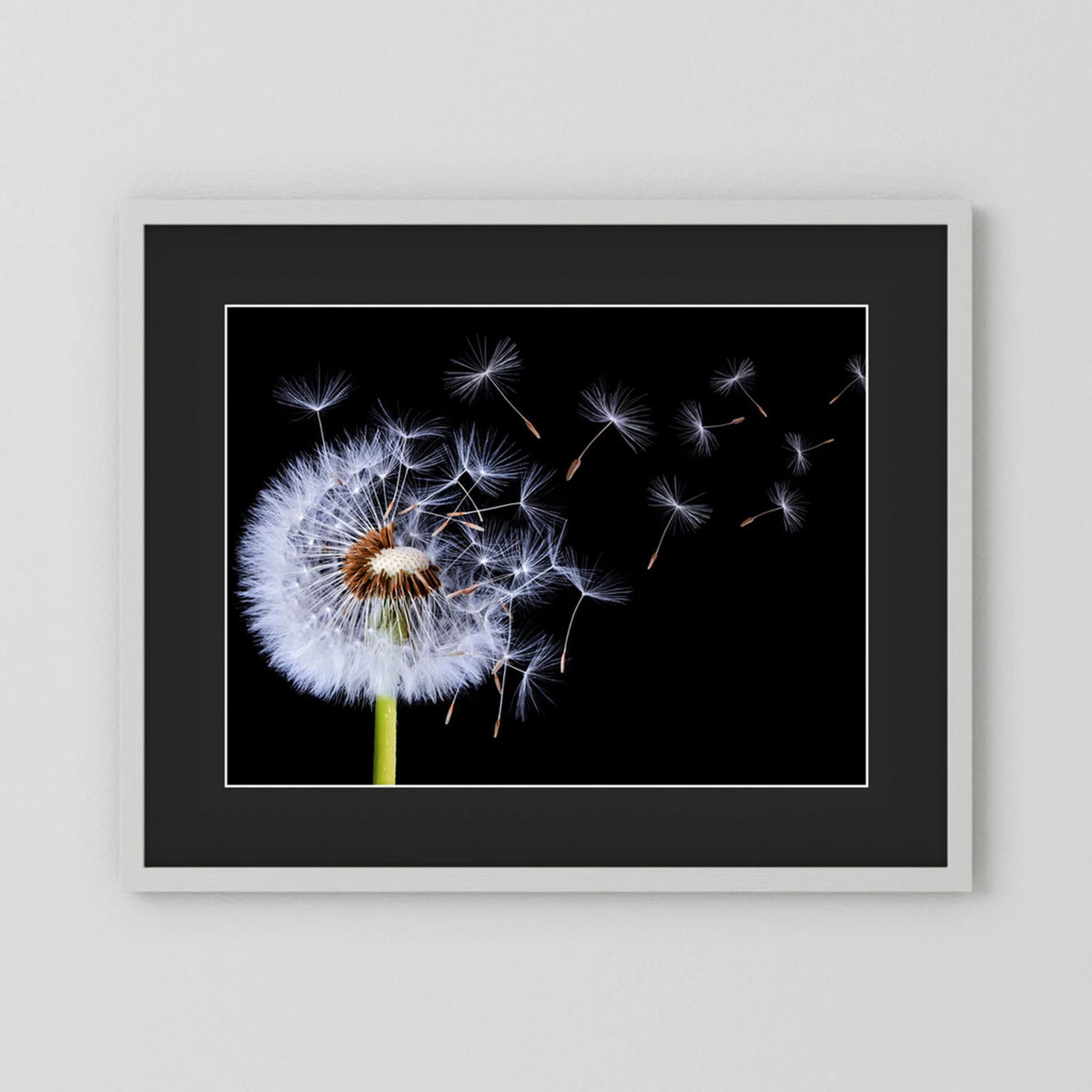 Dandelion Blowing 